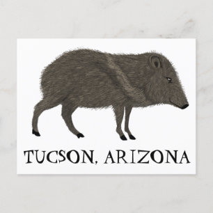 Carte Postale Javelina TUCSON  Désert Animal Sauvage Pécari Natu