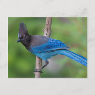 Carte Postale Jay 1 de Steller
