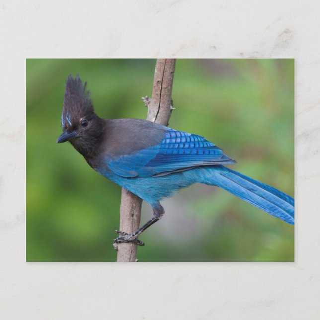 Carte Postale Jay 1 de Steller (Devant)