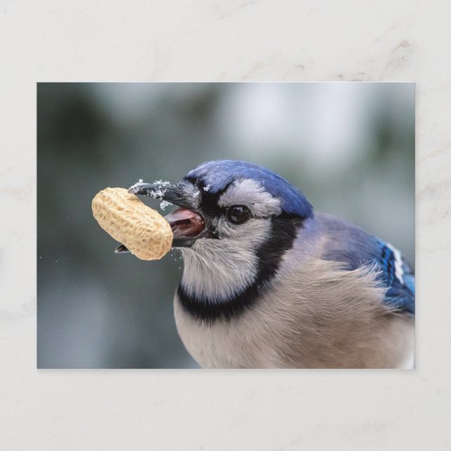 Carte Postale Jay bleu avec arachide (Devant)