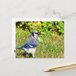Carte Postale Jay bleu du nord