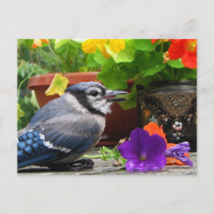 Carte Postale Jay bleu et fleurs