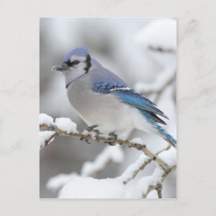 Carte Postale Jay bleu hiver