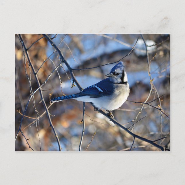 Carte Postale Jay bleu rayonnant (Devant)