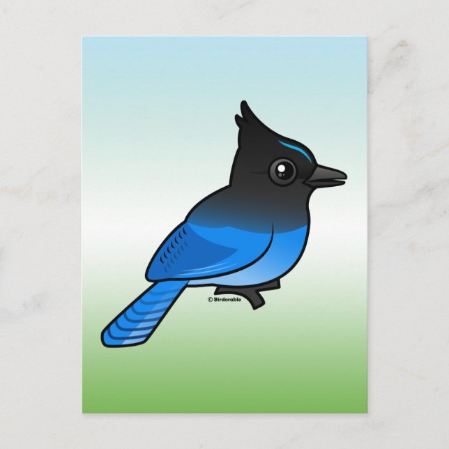 Carte Postale Jay de Steller (Devant)