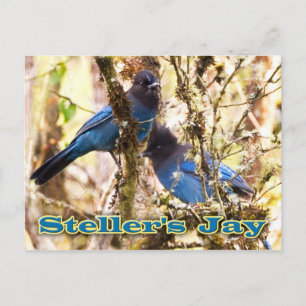 Carte Postale Jay de Steller