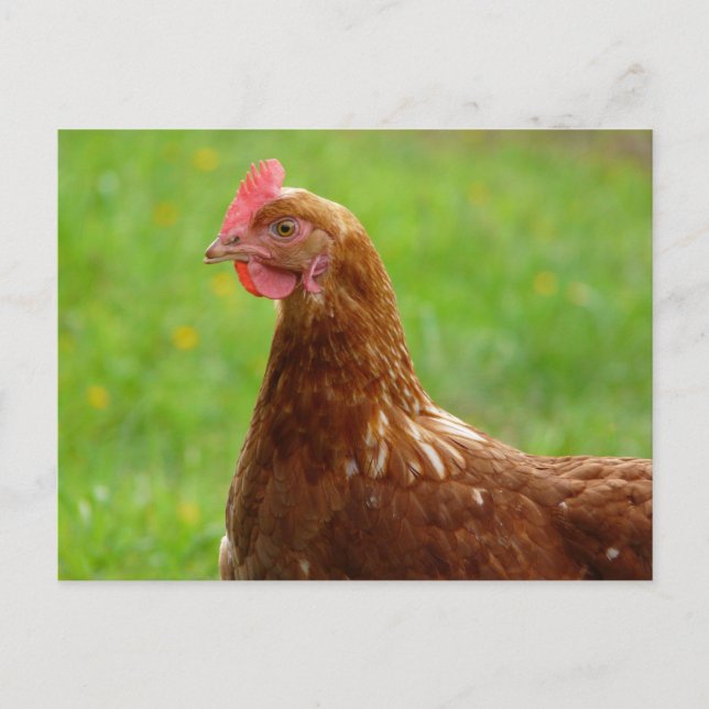 Carte Postale Jay Hen Rhode Island Poulet rouge (Devant)