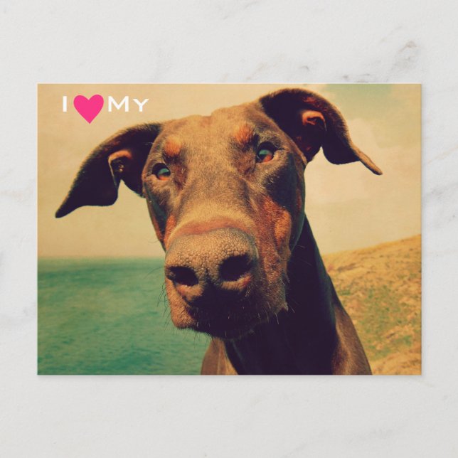 Carte Postale J'Coeur Mon Doberman Naturel (Devant)