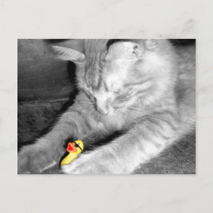 Carte Postale 'Je dis ne pas nourrir le chat' en caoutchouc Duck