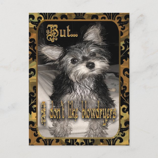 Carte Postale Je n'aime pas les sèche-cheveux Yorkie (Devant)