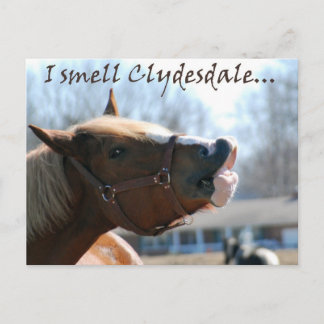 Carte Postale Je sens des clydesdales