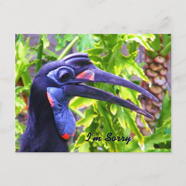 Carte Postale Je suis désolé/Pardonnez-moi/Carte postale de manq (Devant)