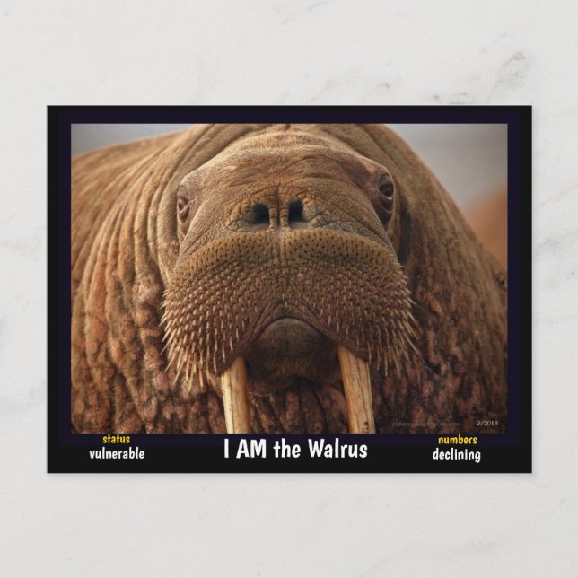 Carte Postale Je suis le Walrus, un animal en danger. (Devant)