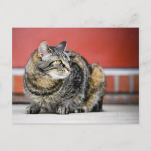Carte Postale Je suis un chat !