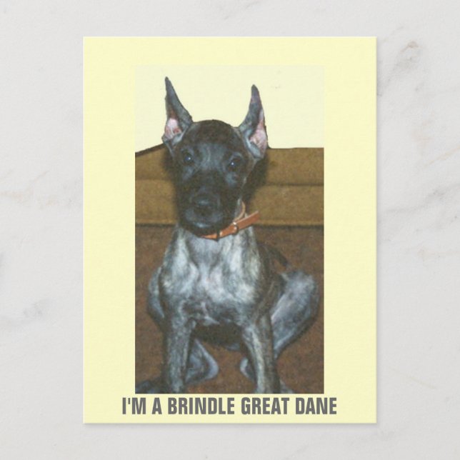CARTE POSTALE JE SUIS UN GRAND DANE BRINDLE (Devant)