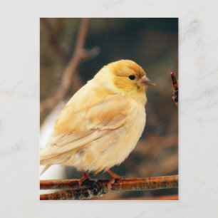 Carte Postale Je vois le printemps