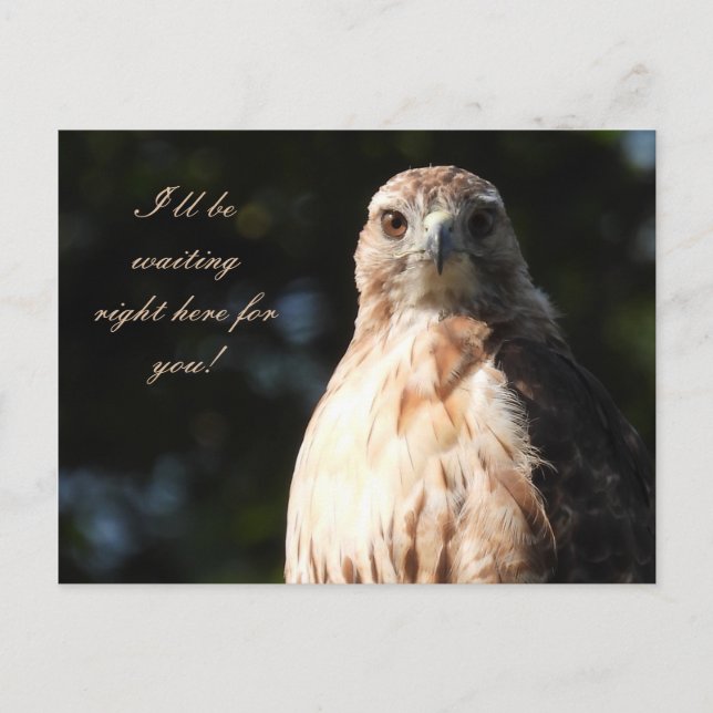 Carte Postale Je vous attendrai - Red Tail Hawk Stare (Devant)
