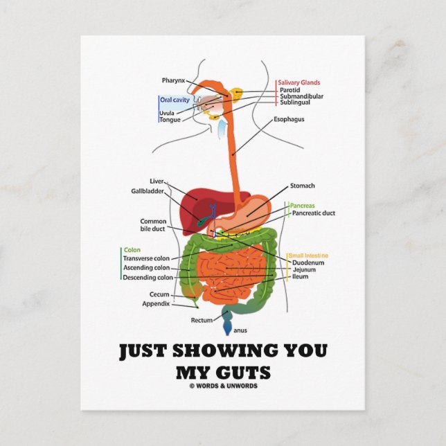 Carte Postale Je Vous Montre Mes Aiguilles (Black Font Digestive (Devant)