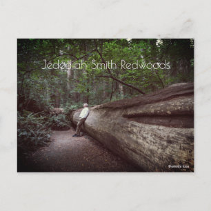 Carte Postale Jedediah Smith Redwoods State Park
