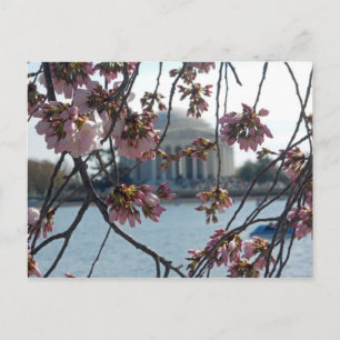 Carte Postale Jefferson Memorial National Cherry Blossom Fest
