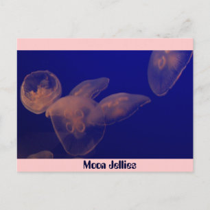 Carte Postale Jellfish de lune, gelée de lune