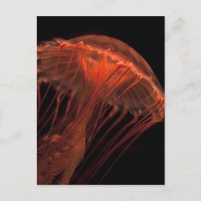 Carte Postale Jelly Light (Devant)