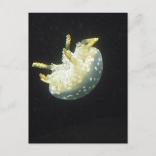 Carte Postale Jellyfish