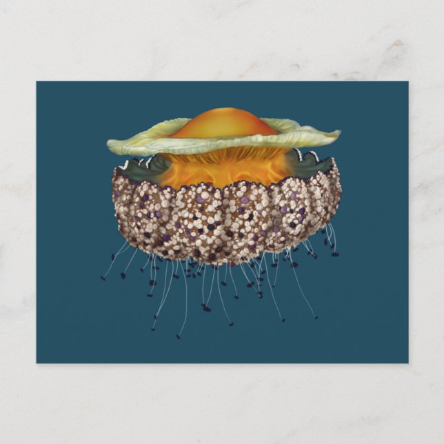 Carte Postale Jellyfish aux oeufs frits (Devant)