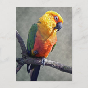 Carte postale Jenday Conure