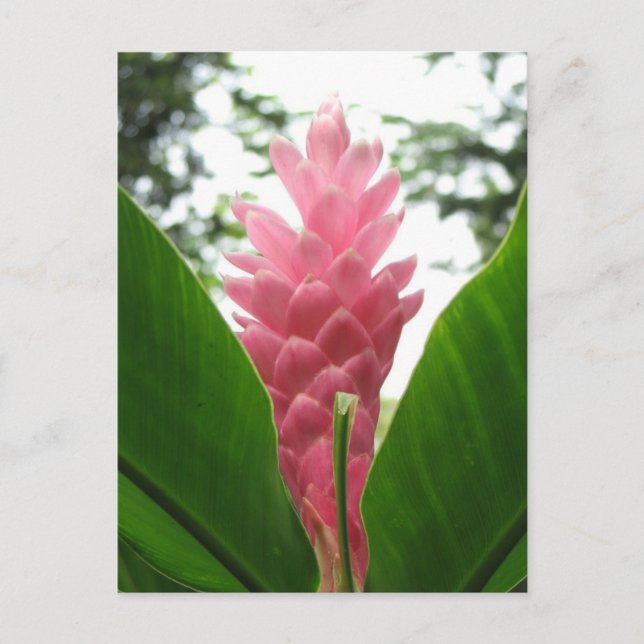 Carte Postale Jengibre rosado (gingembre rose) (Devant)