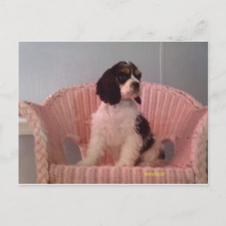 Carte Postale Jenna, Tri American cocker spaniel chiot