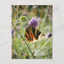 Carte postale Jersey Tiger Moth