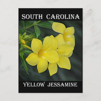 Carte Postale Jessamine jaune de Caroline du Sud