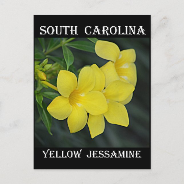 Carte Postale Jessamine jaune de Caroline du Sud (Devant)