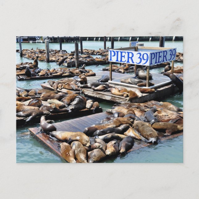 Carte Postale Jetée 39 | Lions de mer | San Francisco Californie (Devant)