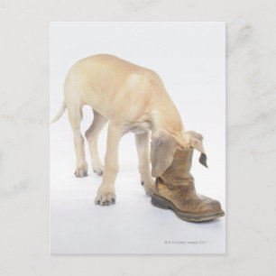 Carte Postale jeu, amical, curiosité