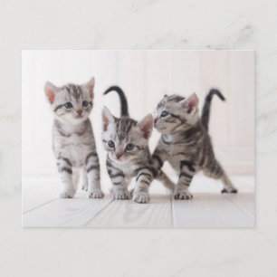 Carte Postale Jeu de Shorthair de trois Américains