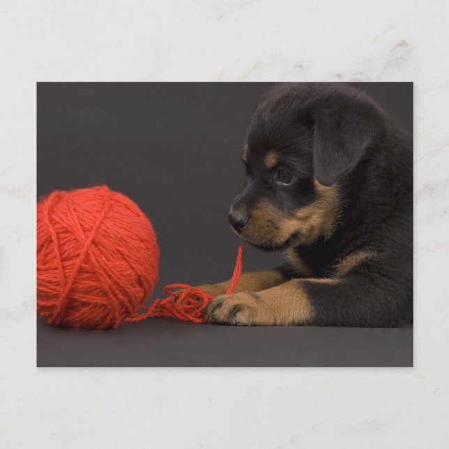 Carte Postale Jeu du chiot 6 (Devant)