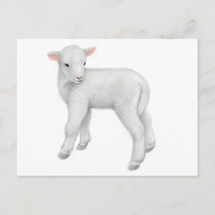 Carte postale Jeune agneau