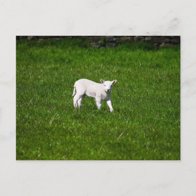 Carte Postale Jeune agneau dans le Yorkshire Dales (Devant)