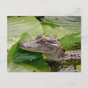 Carte Postale Jeune Alligator