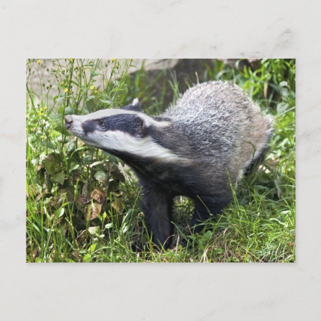 Carte postale Jeune Badger (Devant)