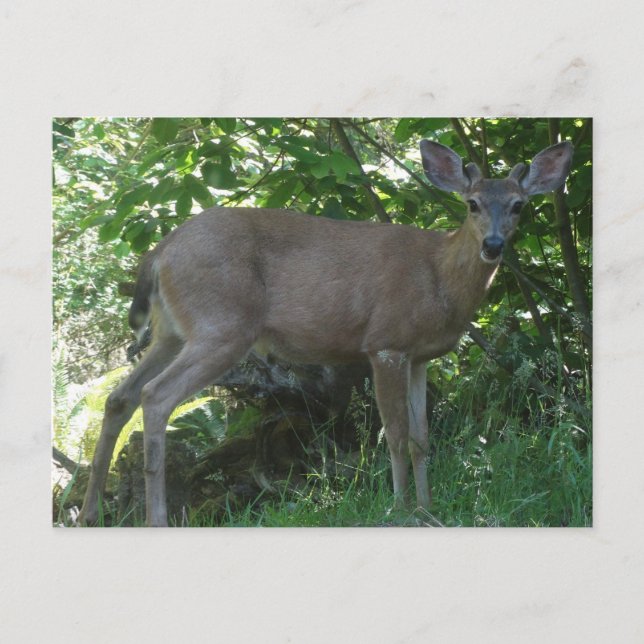 Carte postale Jeune Black-Tail Buck 02 (Devant)