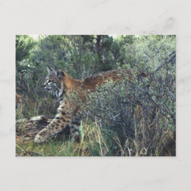 Carte Postale jeune bobcat, centre de l'Oregon (Devant)
