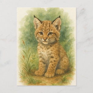 Carte Postale Jeune Bobcat Kitten Chat Bébé Animaux sauvages Car