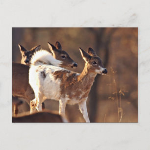 Carte Postale Jeune cerf