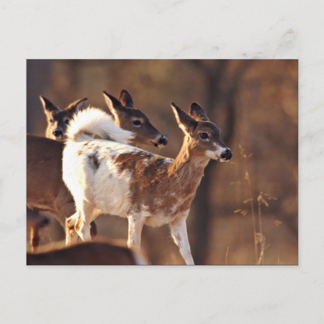 Carte Postale Jeune cerf (Devant)