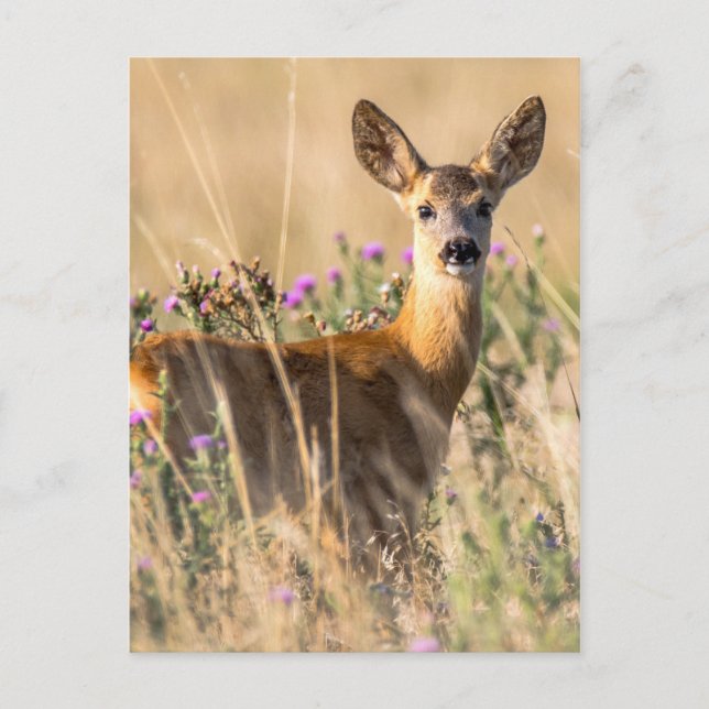 Carte Postale Jeune cerf de chevreuil dans le pré (Devant)