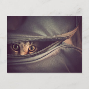 Carte Postale Jeune chaton tigré