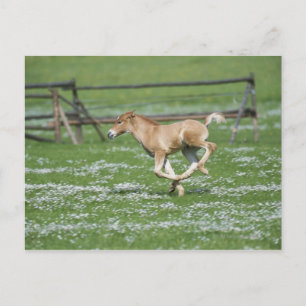 Carte Postale Jeune Cheval Courant